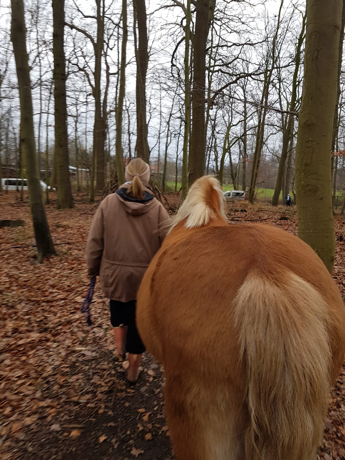 Was passiert, wenn du mit Hund und Pferd durch den Wald gehst…
